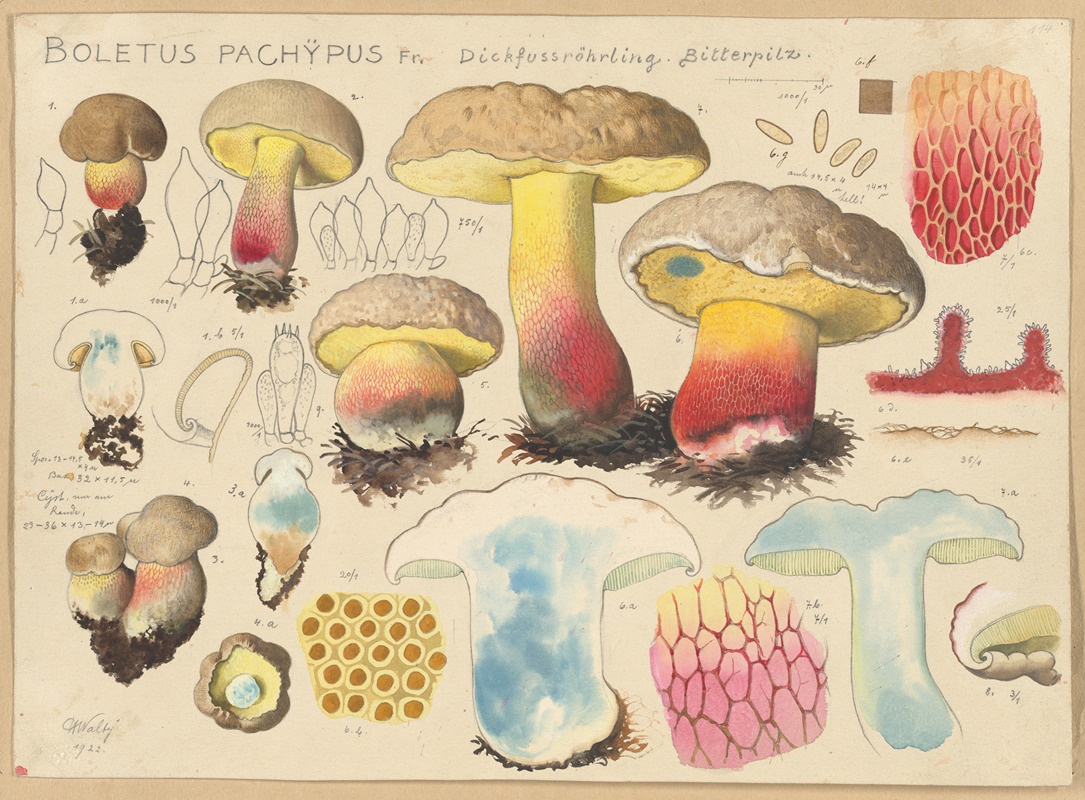 Boletus pachypus Fr. by Hans Walty, 1915-1945 — digital art print download