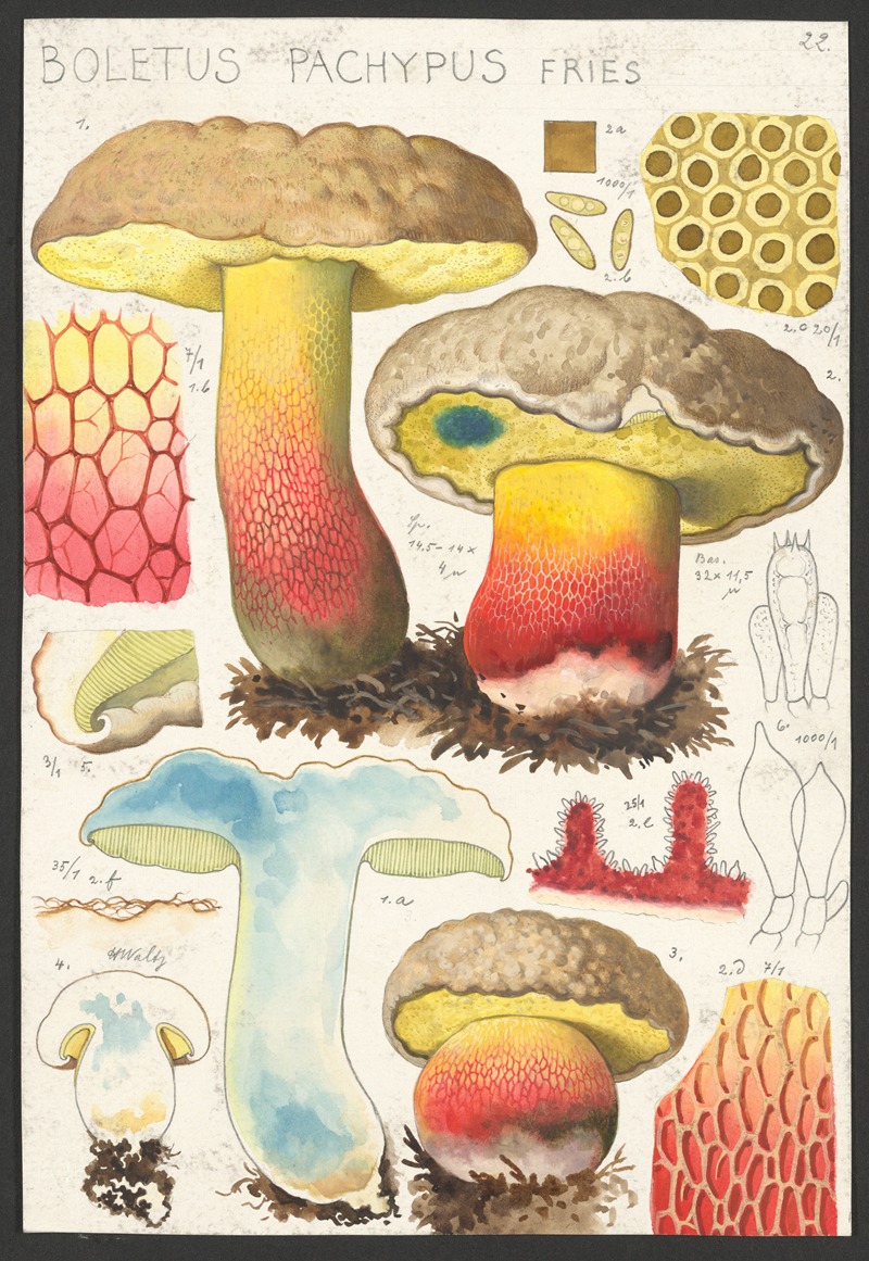Boletus pachypus Fries. by Hans Walty, 1915-1945 — digital art print download