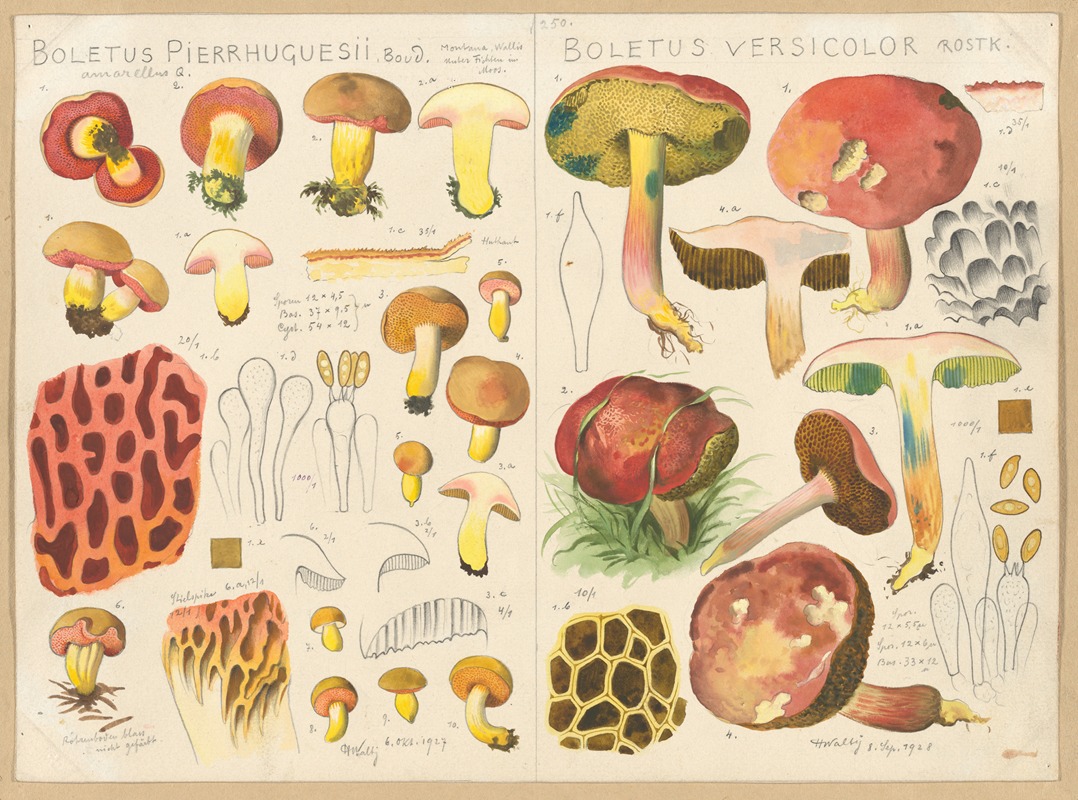 Boletus pierrhuguesii, Boletus versicolor — Hans Walty