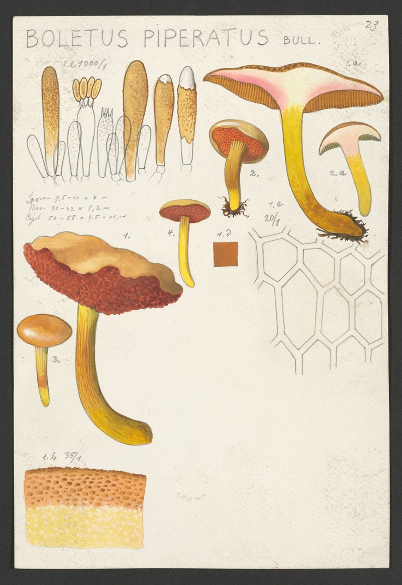 Boletus piperatus Bull. by Hans Walty, 1915-1945 — digital art print download