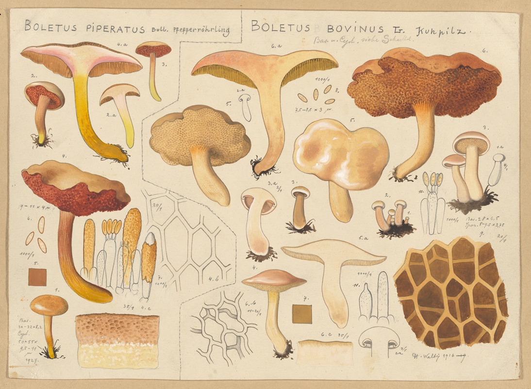 Boletus piperatus, Boletus bovinus — Hans Walty
