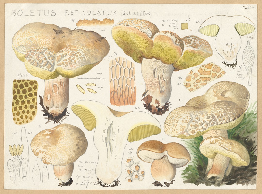 Boletus reticulatus Schaeffer. by Hans Walty, 1915-1945 — digital art print download
