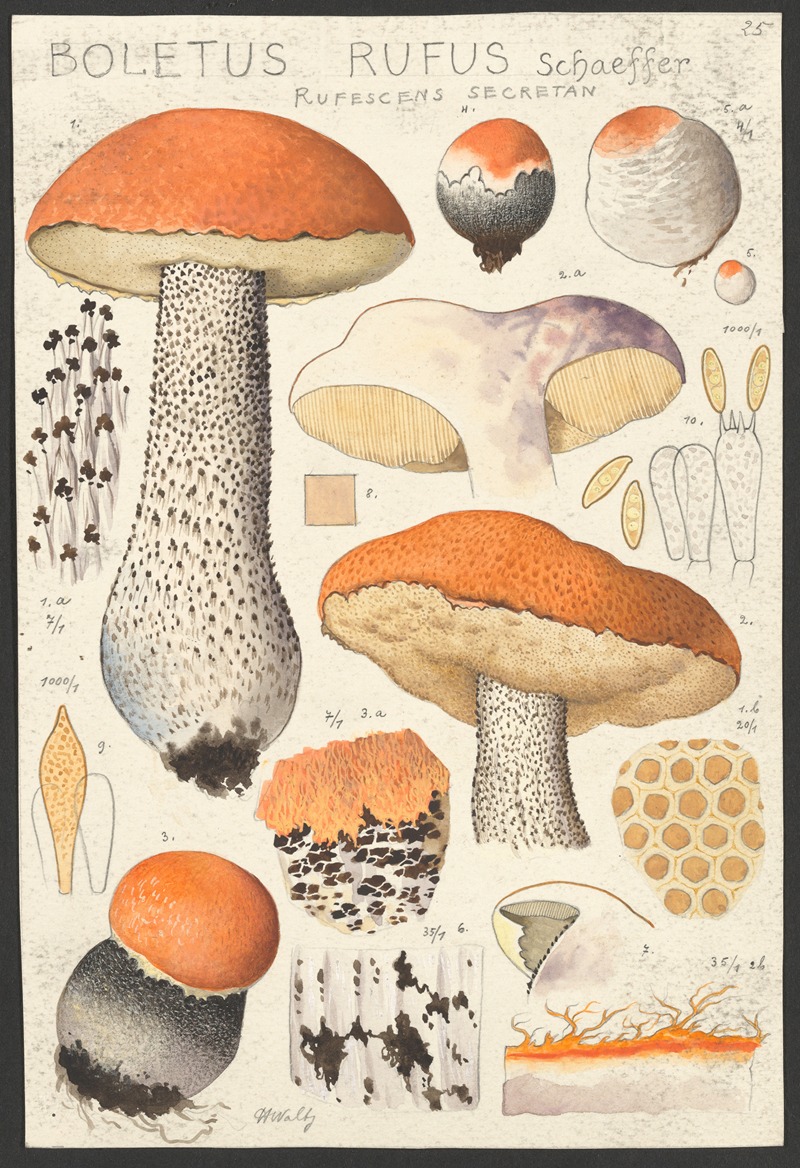 Boletus rufus Schaeffer rufescens secretan — Hans Walty