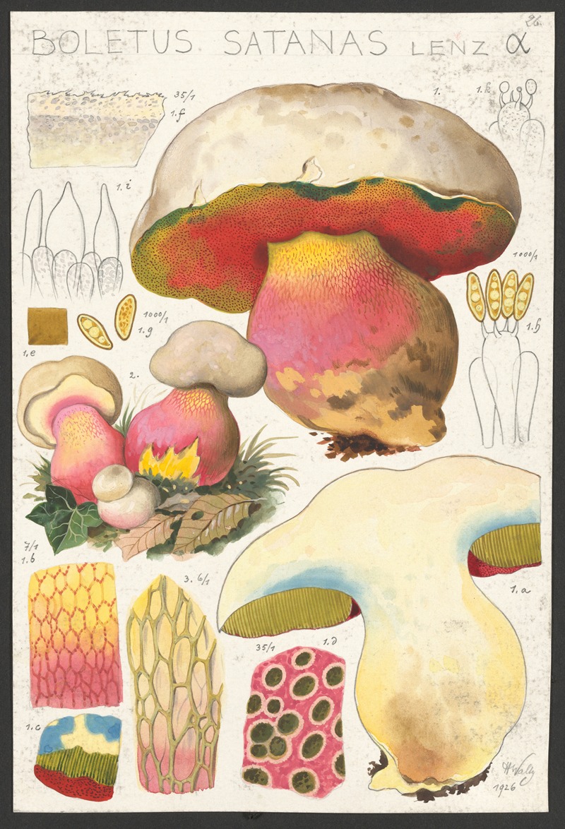 Boletus satanas Lenz α by Hans Walty, 1915-1945 — digital art print download