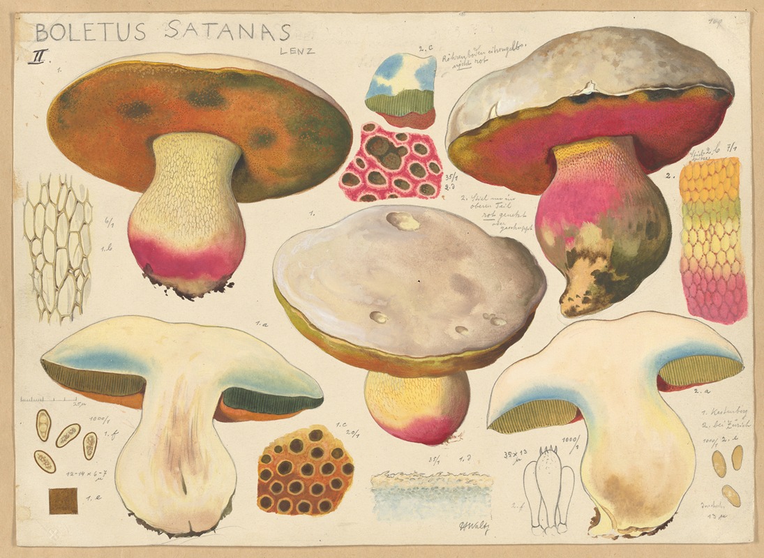 Boletus satanas Lenz. 2 by Hans Walty, 1915-1945 — digital art print download