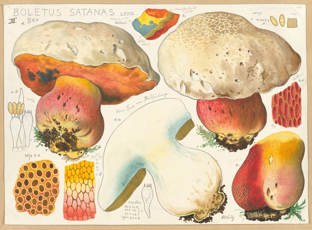 Boletus satanas Lenz. 3 by Hans Walty, 1915-1945 — digital art print download