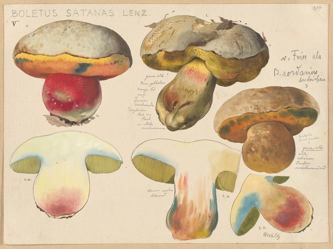 Boletus satanas Lenz. by Hans Walty, 1915-1945 — digital art print download