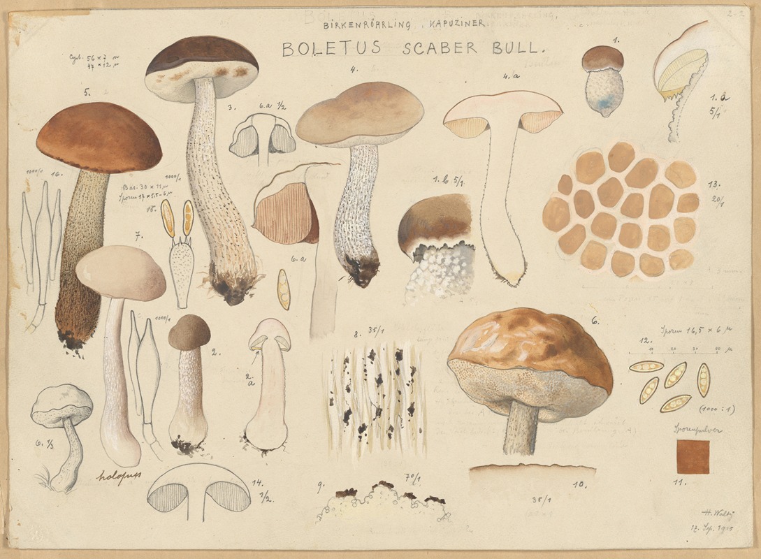 Boletus scaber Bull. by Hans Walty, 1915-1945 — digital art print download