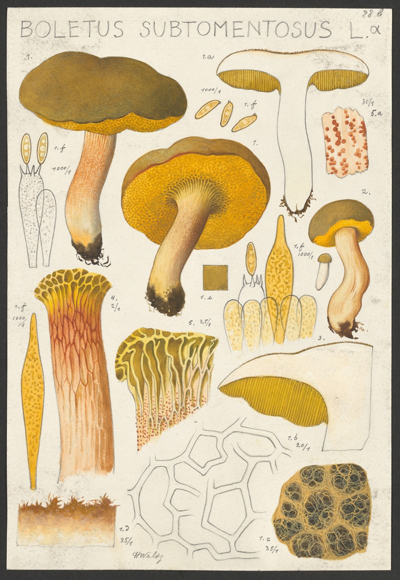 Boletus subtomentosus L. α by Hans Walty, 1915-1945 — digital art print download