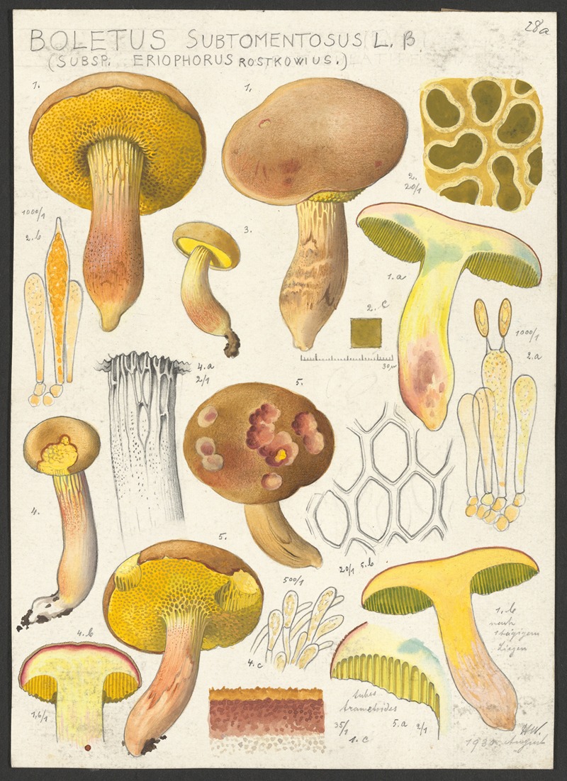 Boletus subtomentosus L. β (Subsp. eriophorus Rostkowius.) — Hans Walty