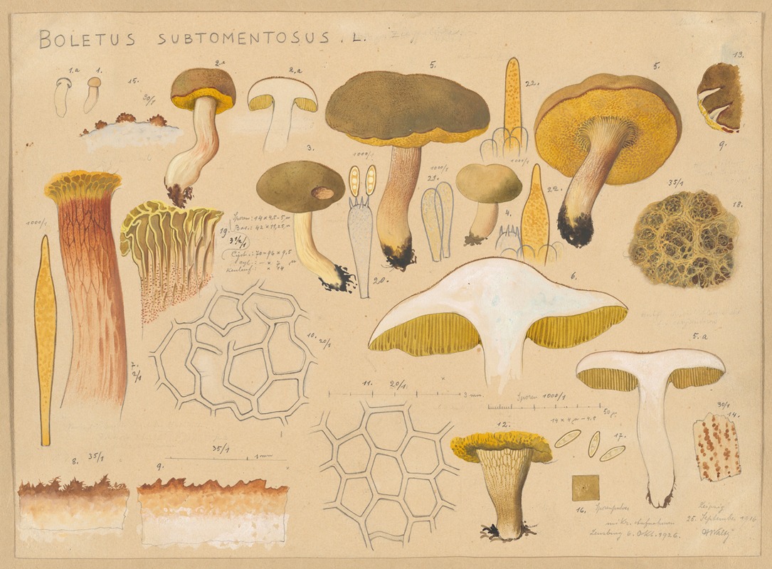 Boletus subtomentosus L. by Hans Walty, 1915-1945 — digital art print download