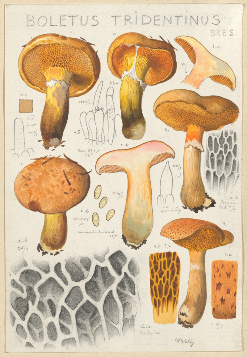 Boletus tridentinus by Hans Walty, 1915-1945 — digital art print download