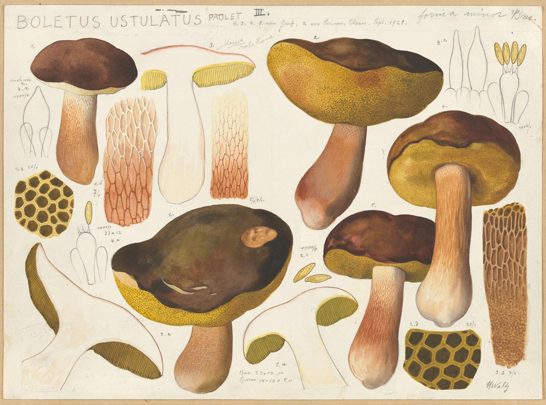 Boletus ustulatus Paulet 2 by Hans Walty, 1915-1945 — digital art print download