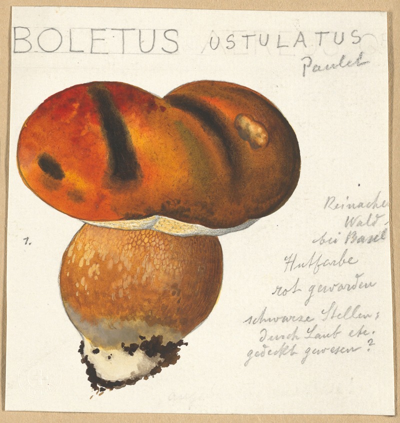 Boletus ustulatus Paulet 3 by Hans Walty, 1915-1945 — digital art print download