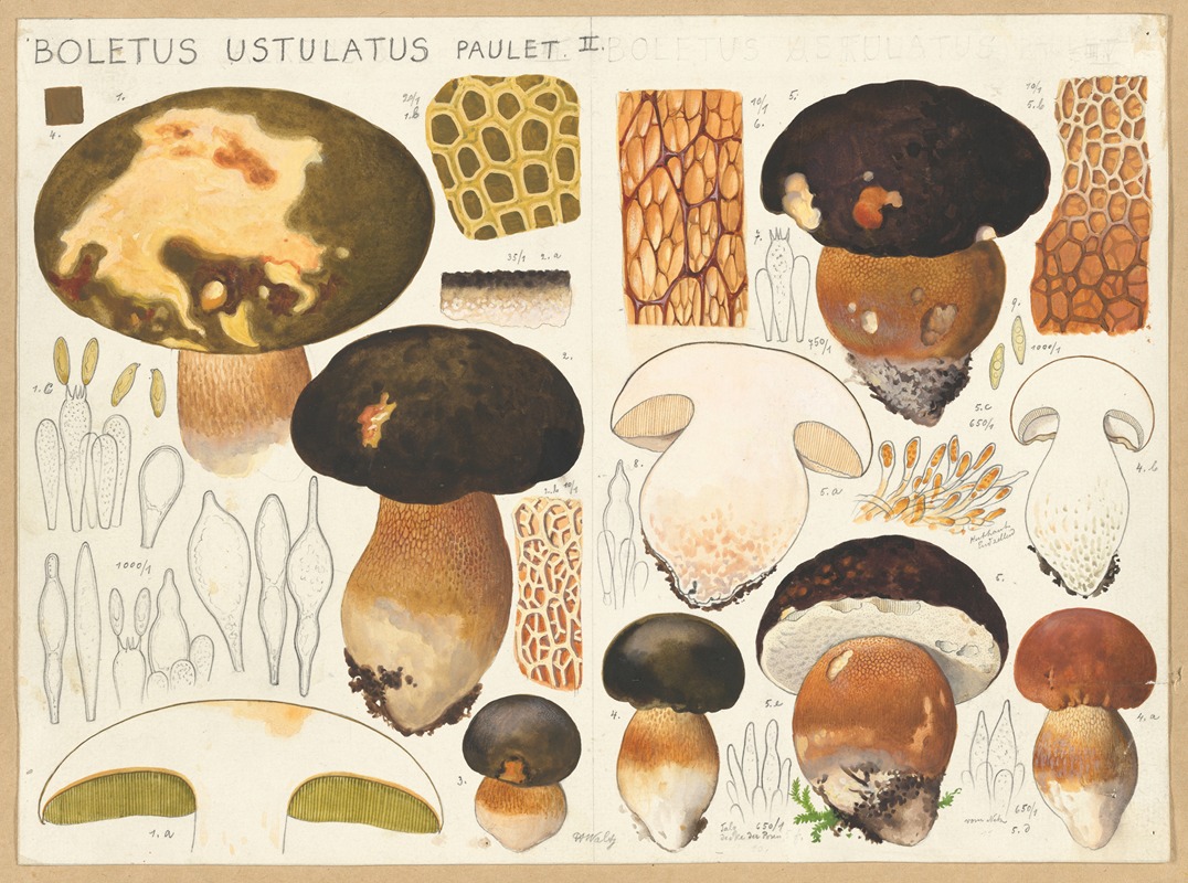 Boletus ustulatus Paulet. by Hans Walty, 1915-1945 — digital art print download