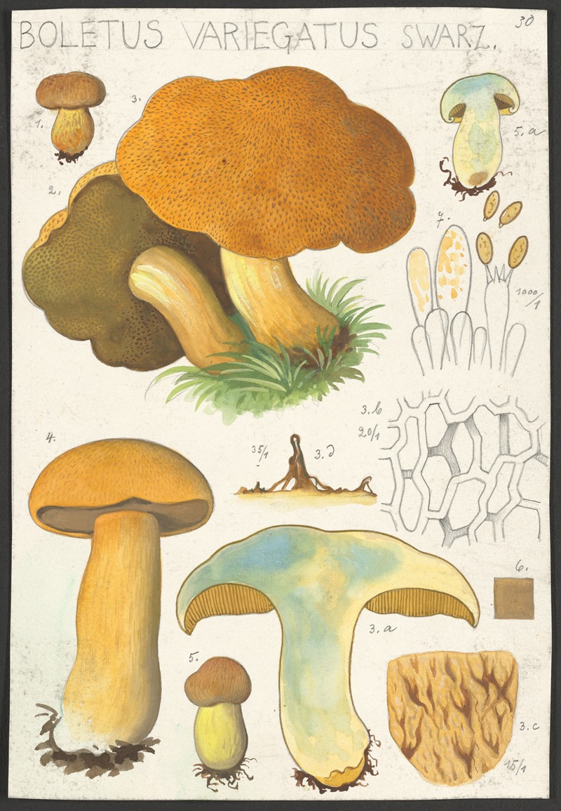 Boletus variegatus Swarz. by Hans Walty, 1915-1945 — digital art print download