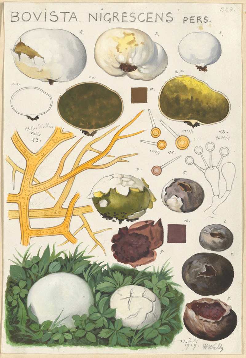 Bovista nigrescens by Hans Walty, 1915-1945 — digital art print download