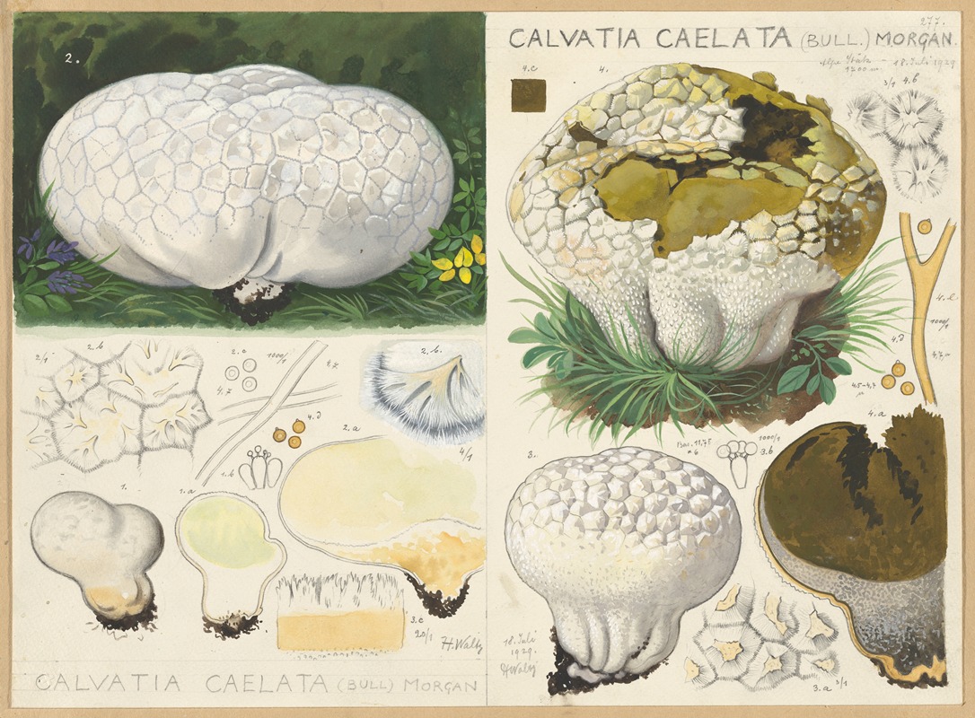 Calvatia caelata (Bull.) Morgan — Hans Walty