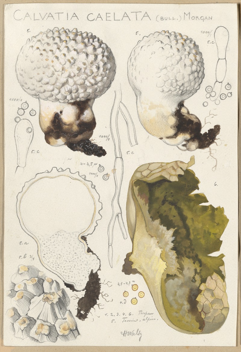 Calvatia caelata by Hans Walty, 1915-1945 — digital art print download