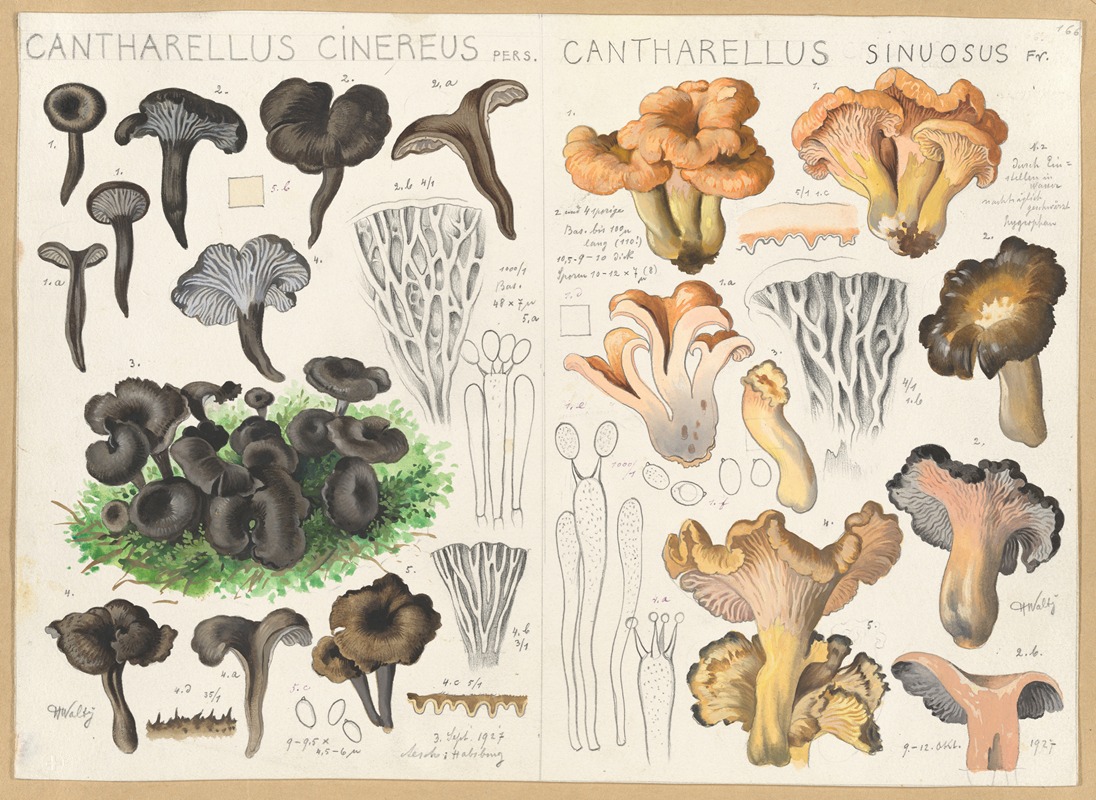 Cantharellus cinereus, Cantharellus sinuosus — Hans Walty