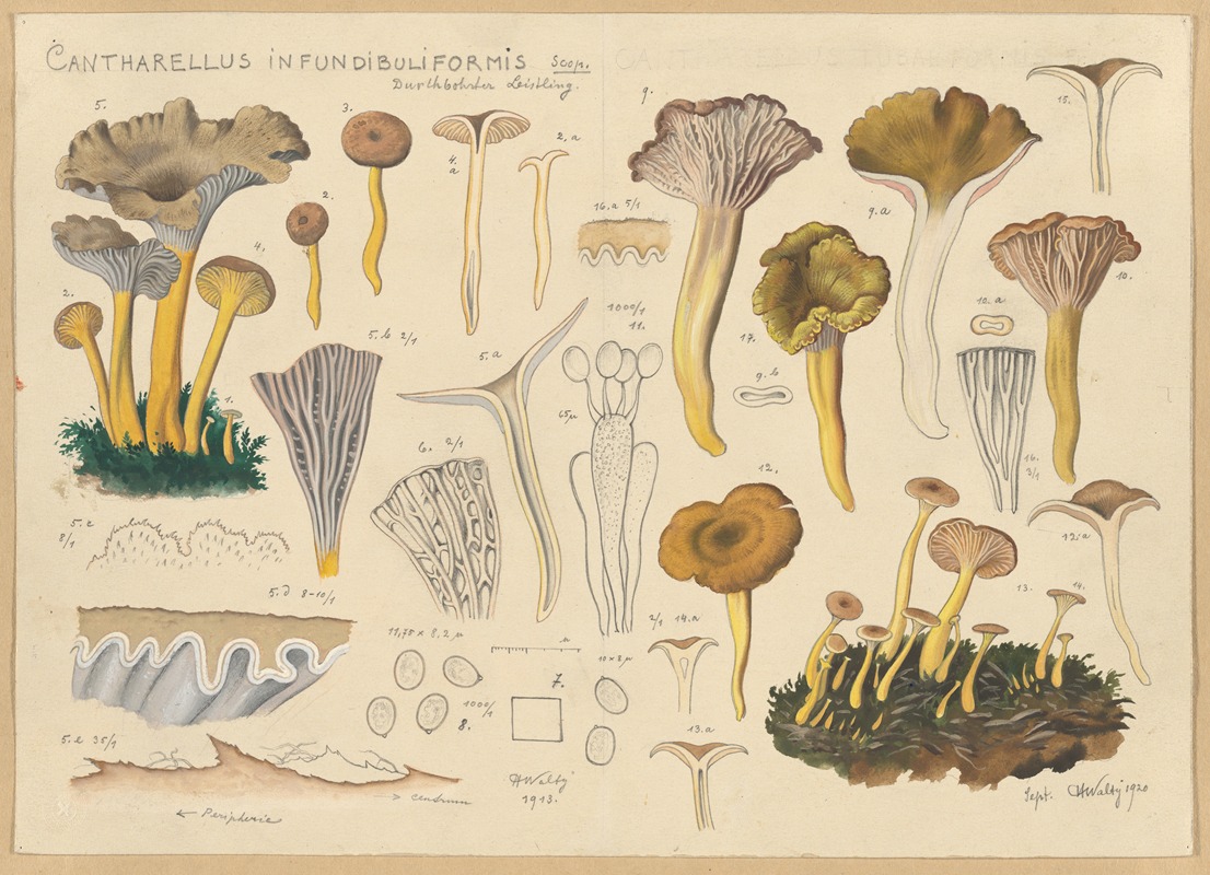 Cantharellus infundibuliformis Scop. by Hans Walty, 1915-1945 — digital art print download