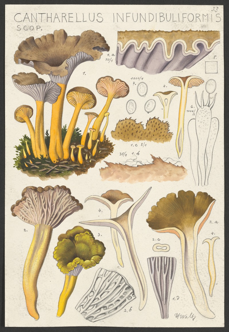 Cantharellus infundibuliformis Scop by Hans Walty, 1915-1945 — digital art print download