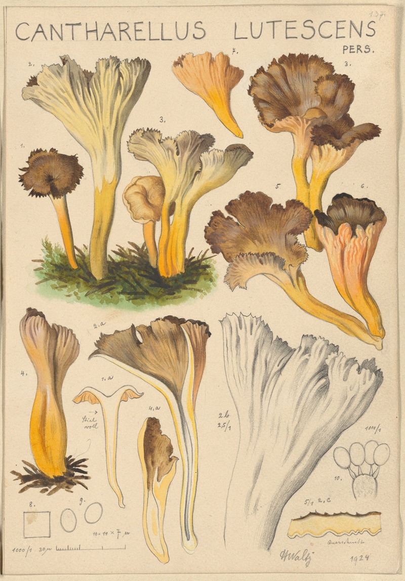 Cantharellus lutescens by Hans Walty, 1915-1945 — digital art print download