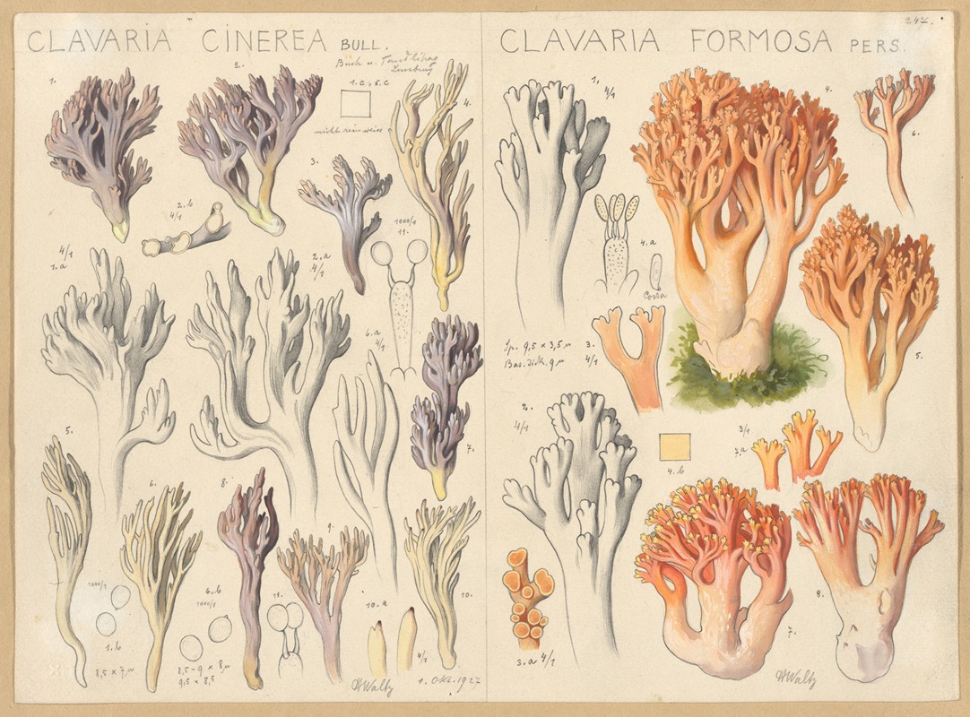 Clavaria cinerea, Clavaria formosa — Hans Walty