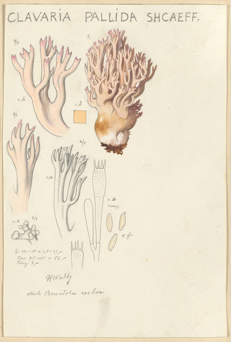 Clavaria pallida Shcaeff by Hans Walty, 1915-1945 — digital art print download