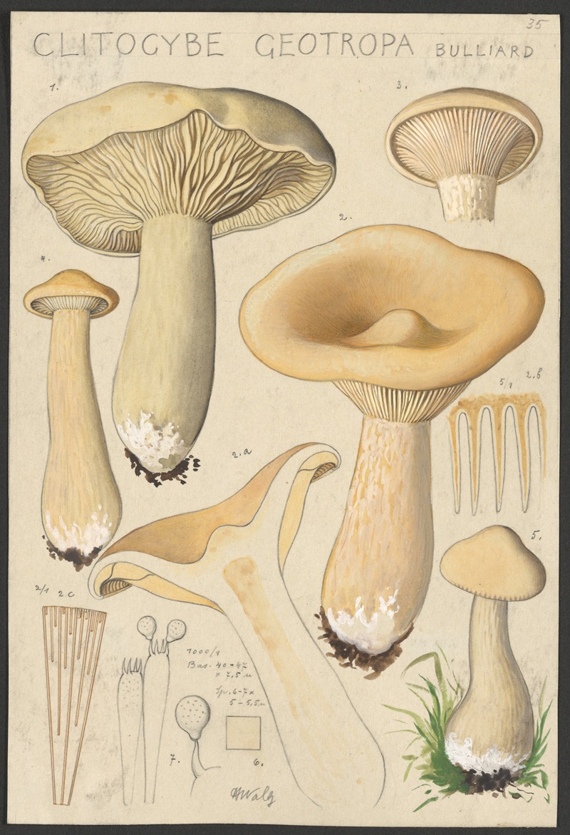 Clitocybe geotropa Bulliard by Hans Walty, 1915-1945 — digital art print download