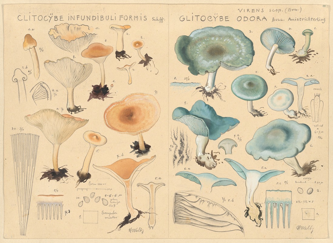 Clitocybe infundibuliformis, Clitocybe odora by Hans Walty, 1915-1945 — digital art print download