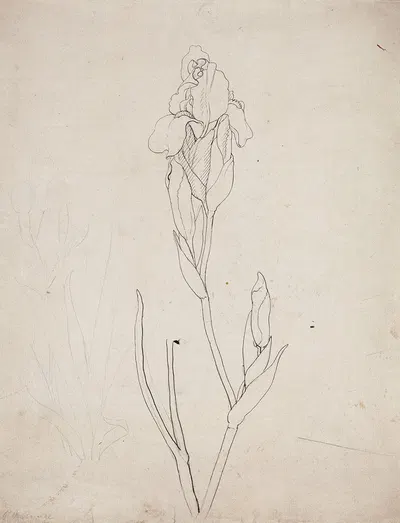 Iris by Филипп Отто Рунге, 1808 — digital art print download