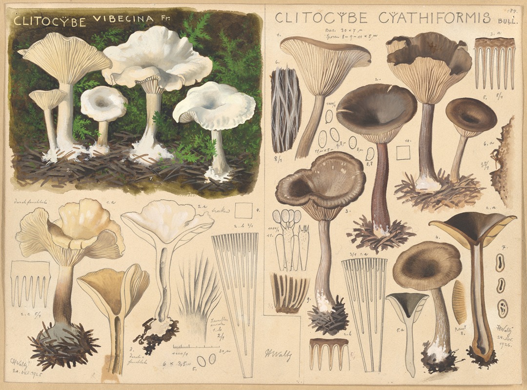 Clitocybe vibecina, Clitocybe cyathiformis by Hans Walty, 1915-1945 — digital art print download