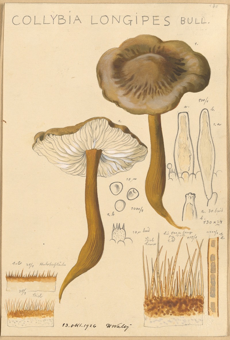 Collybia longipes by Hans Walty, 1915-1945 — digital art print download