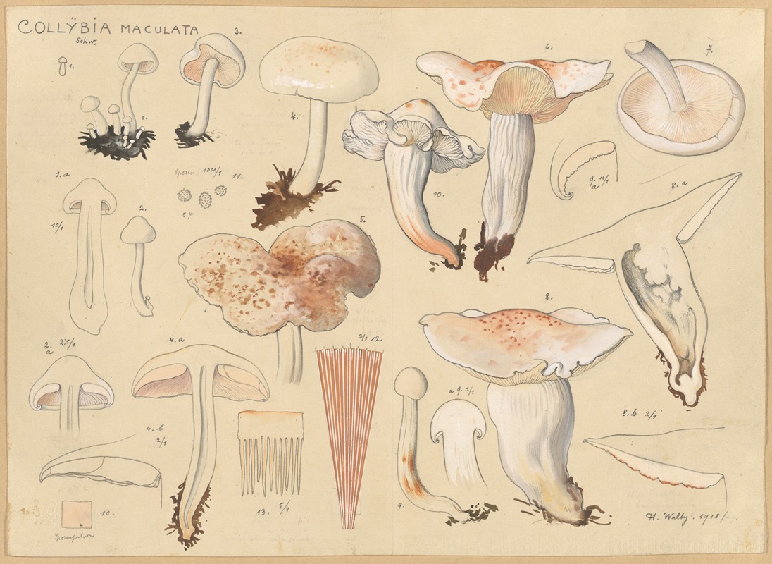 Collybia maculata, Schw. by Hans Walty, 1915-1945 — digital art print download