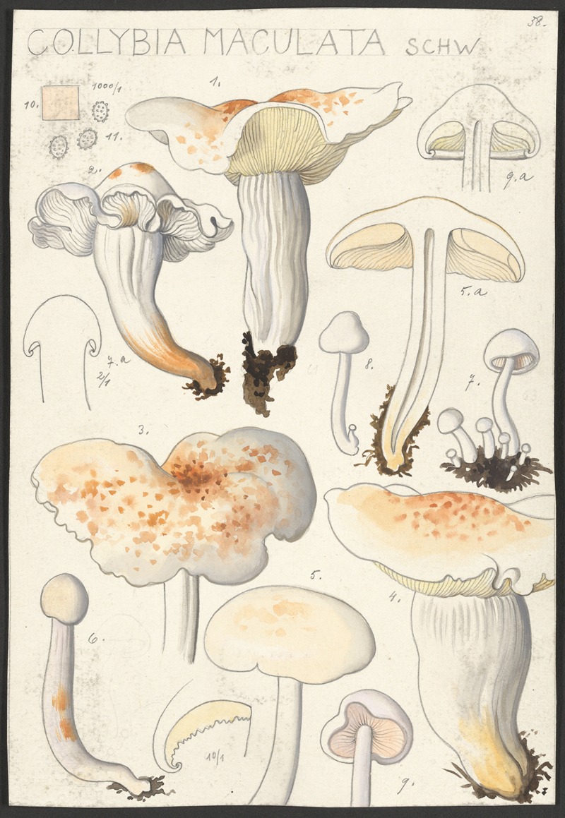 Collybia maculata, Schw — Hans Walty