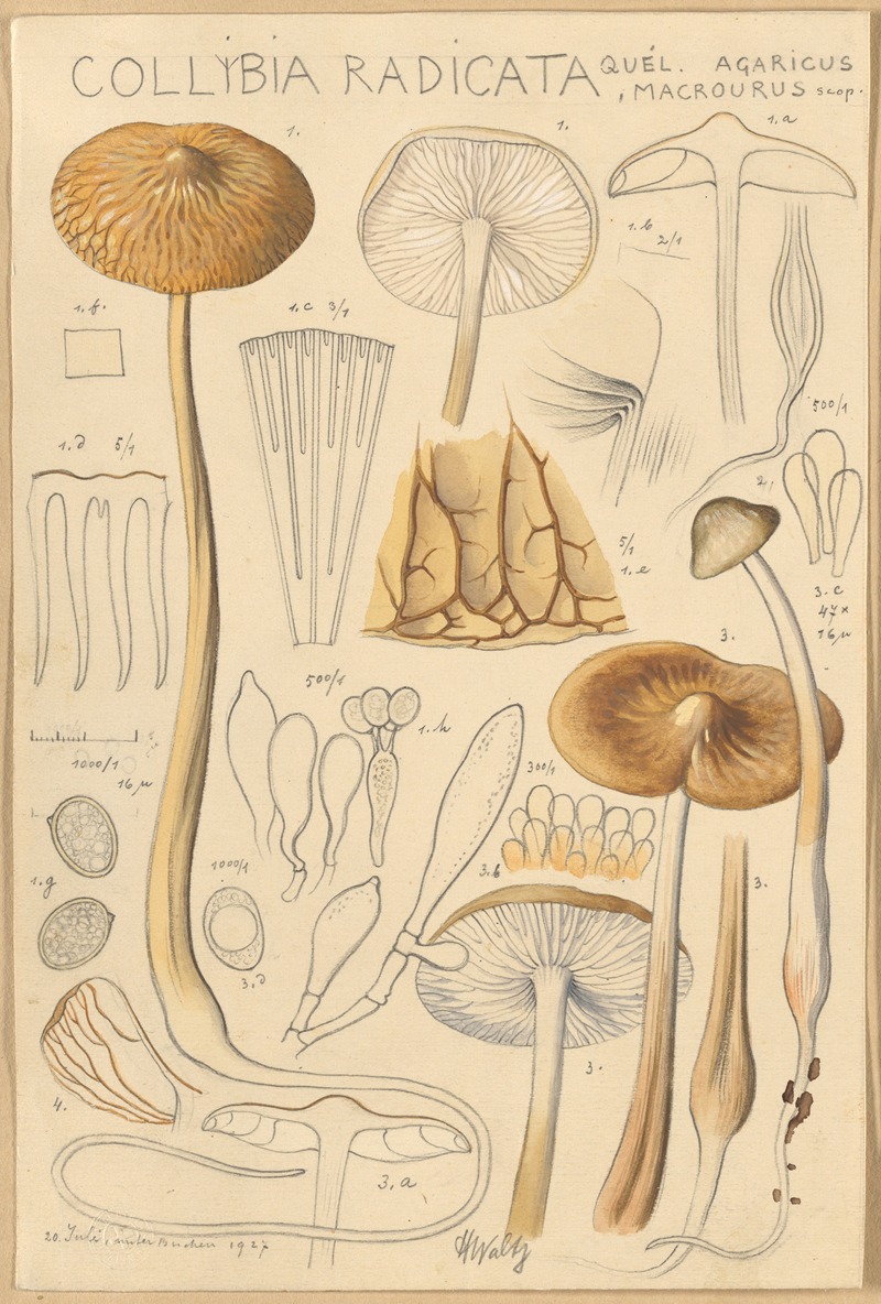 Collybia radicata by Hans Walty, 1915-1945 — digital art print download