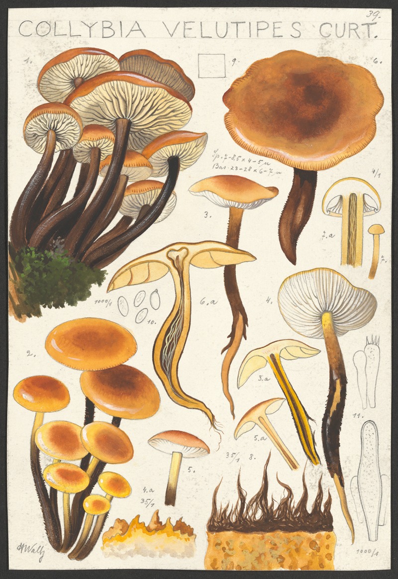 Collybia velutipes Curt — Hans Walty
