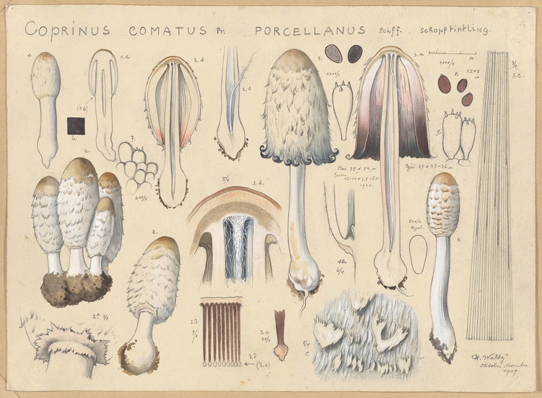 Coprinus comatus Fr., porcellanus Schff. by Hans Walty, 1915-1945 — digital art print download