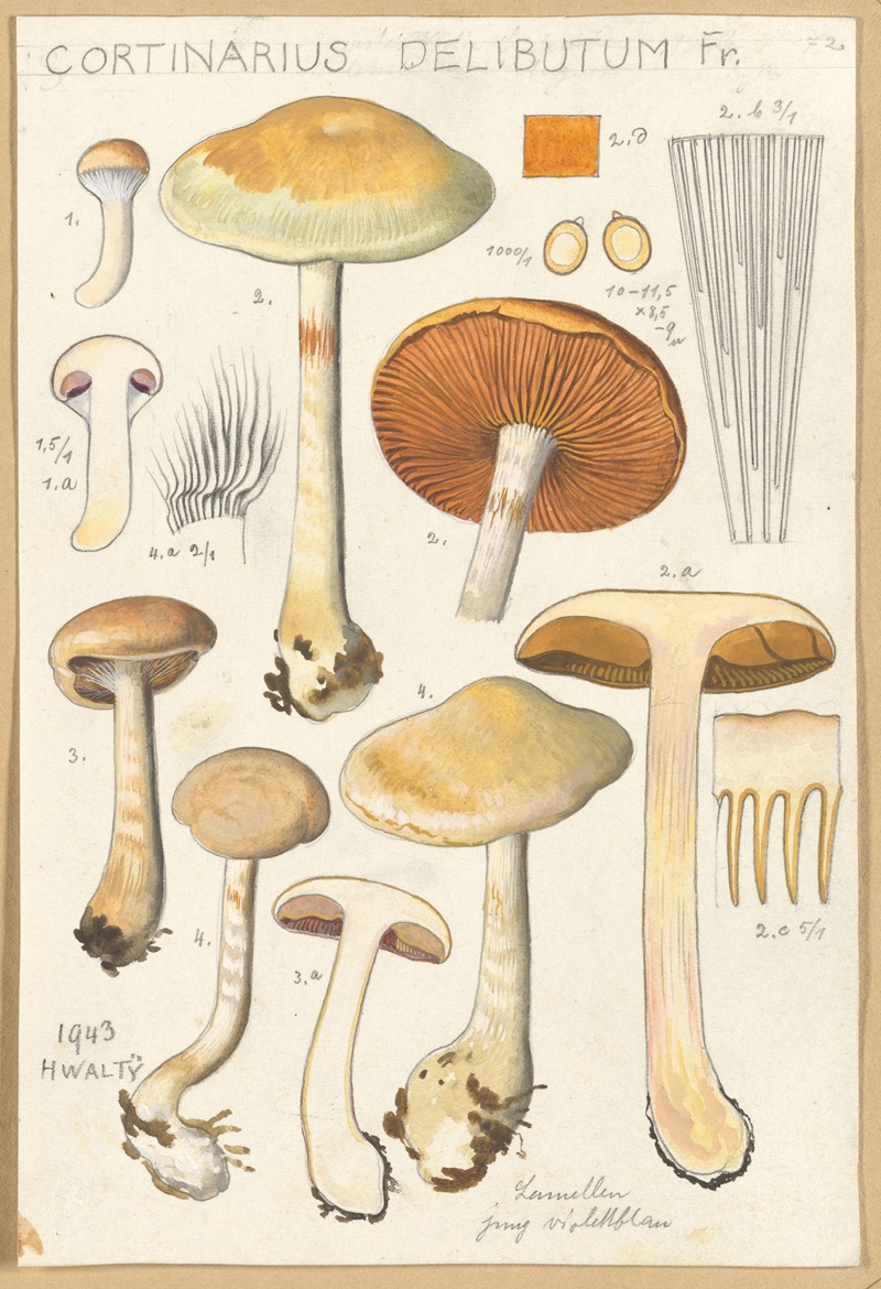 Cortinarius delibutum by Hans Walty, 1915-1945 — digital art print download