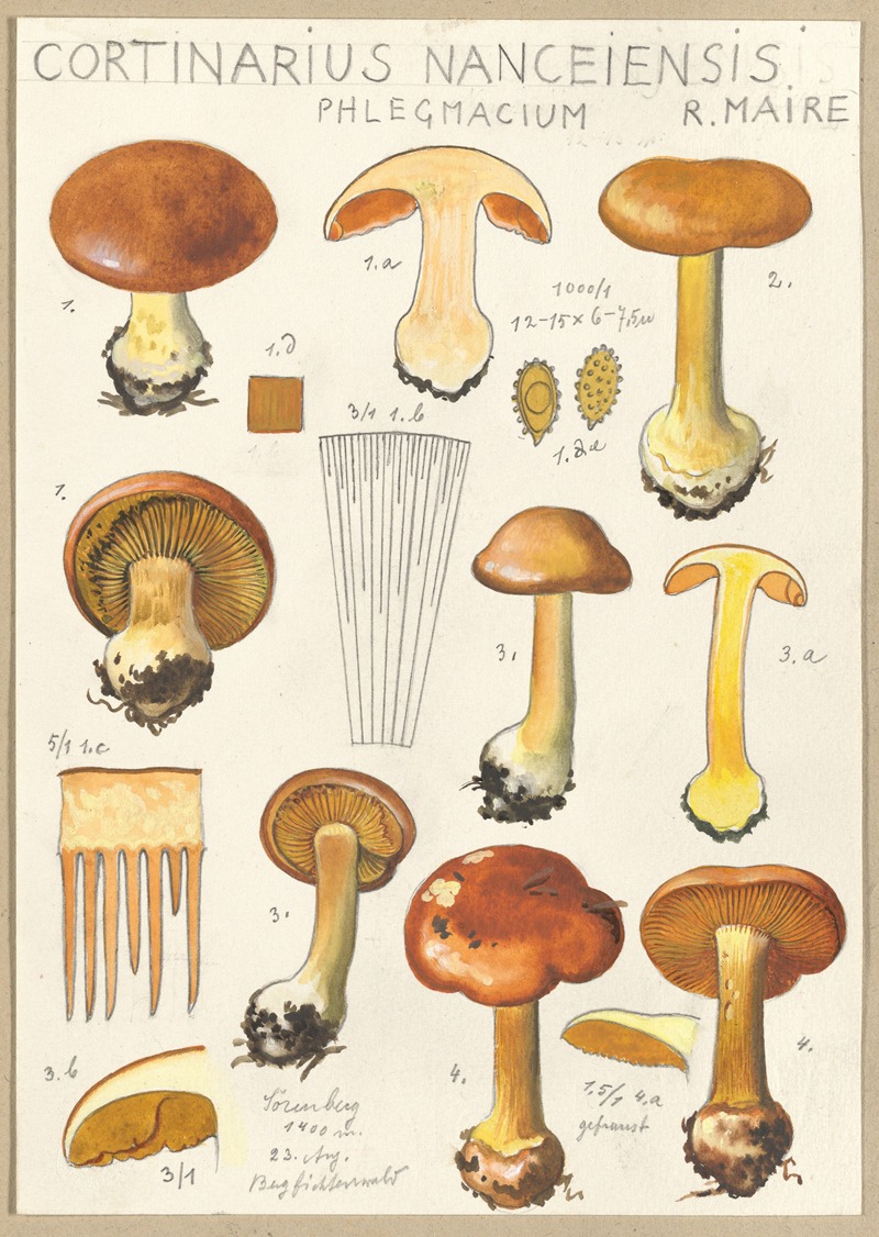 Cortinarius Nanceiensis by Hans Walty, 1915-1945 — digital art print download