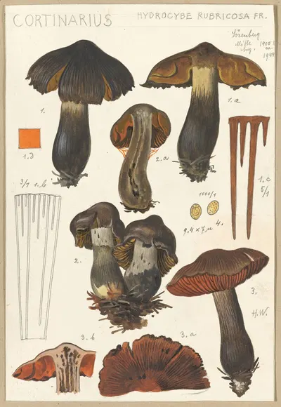 Cortinarius by Hans Walty, 1915-1945 — digital art print download