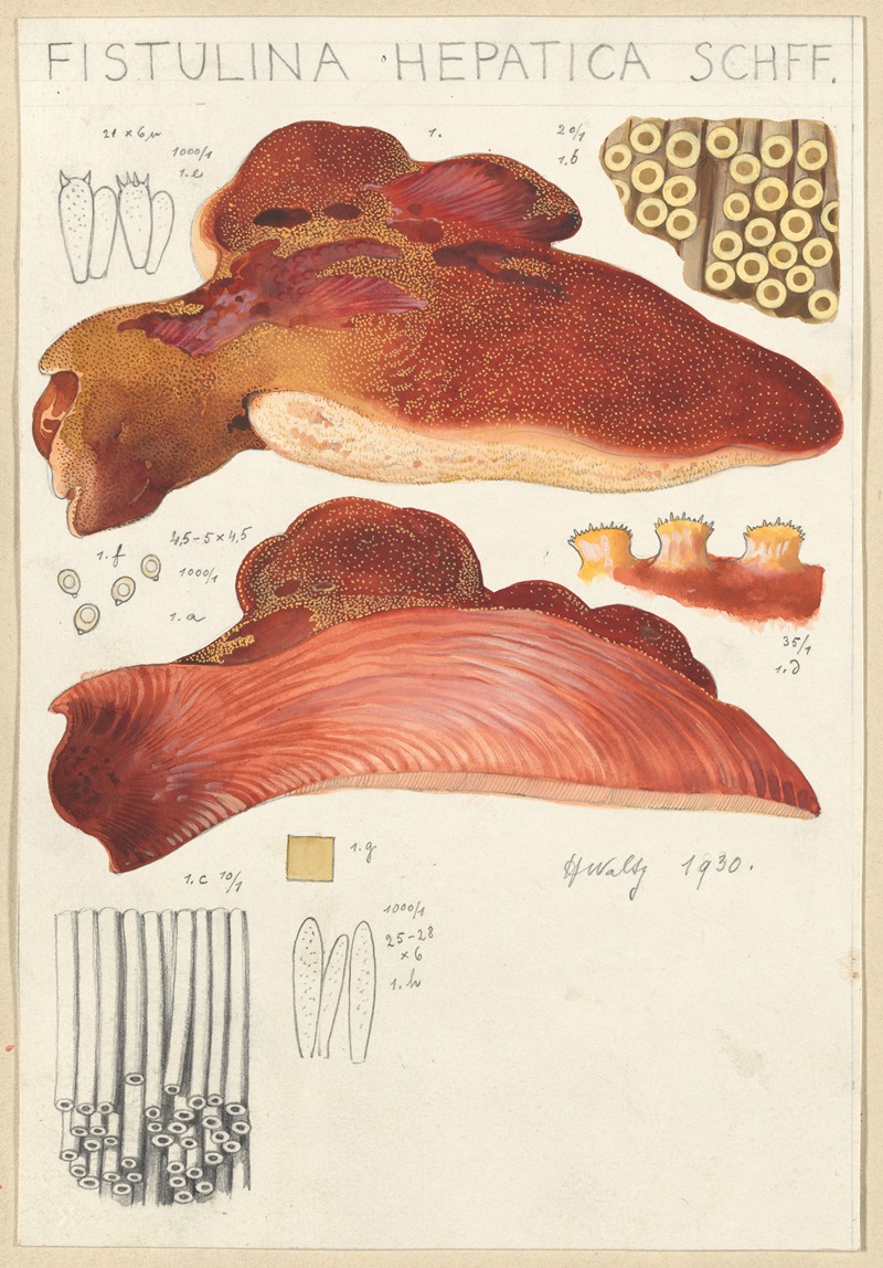 Fistulina hepatica by Hans Walty, 1915-1945 — digital art print download