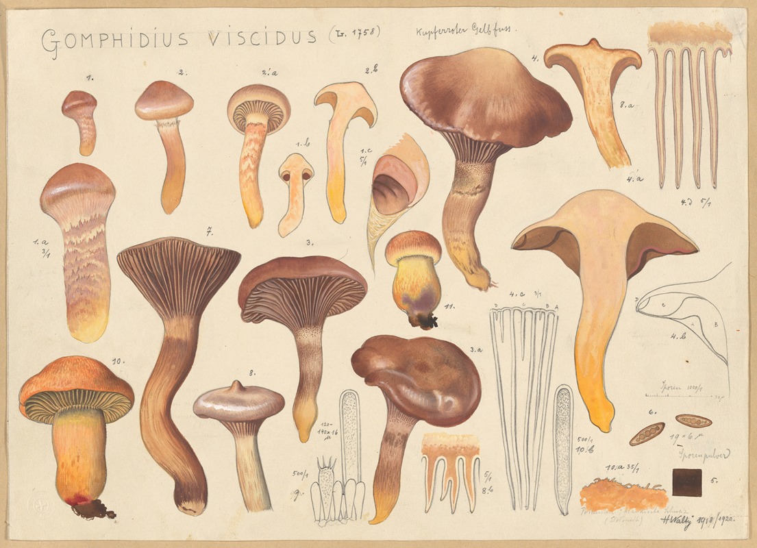 Gomphidius viscidus (L. 1758) by Hans Walty, 1915-1945 — digital art print download