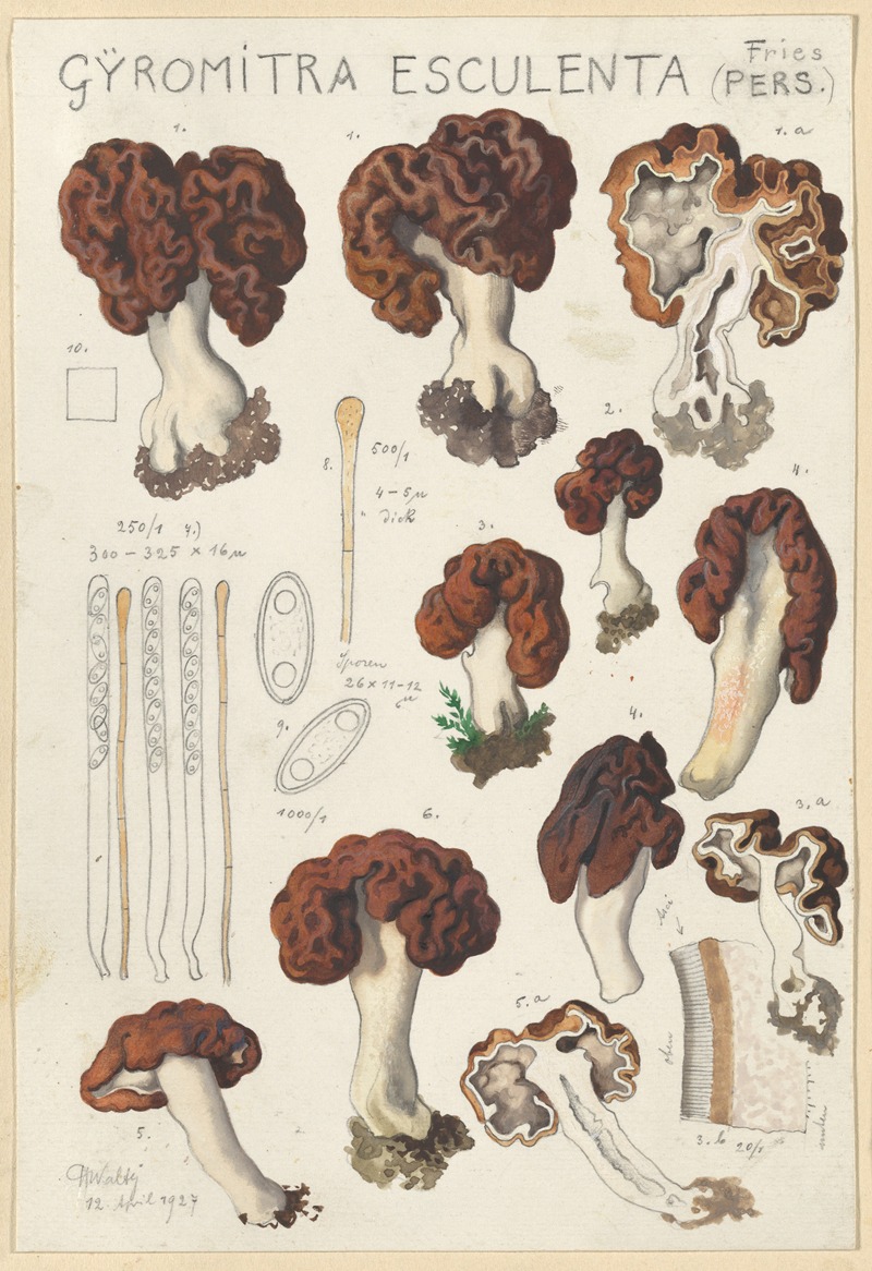 Gyromitra esculenta by Hans Walty, 1915-1945 — digital art print download