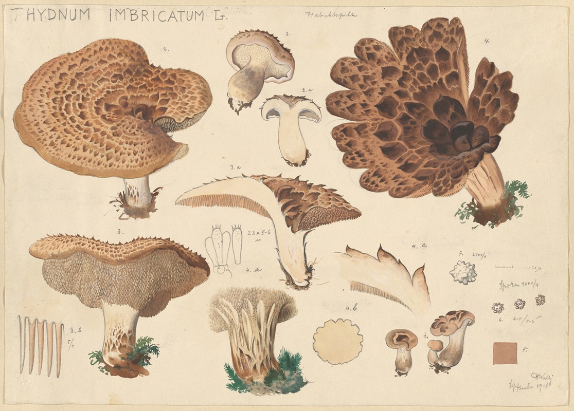Hydnum imbricatus L. by Hans Walty, 1915-1945 — digital art print download