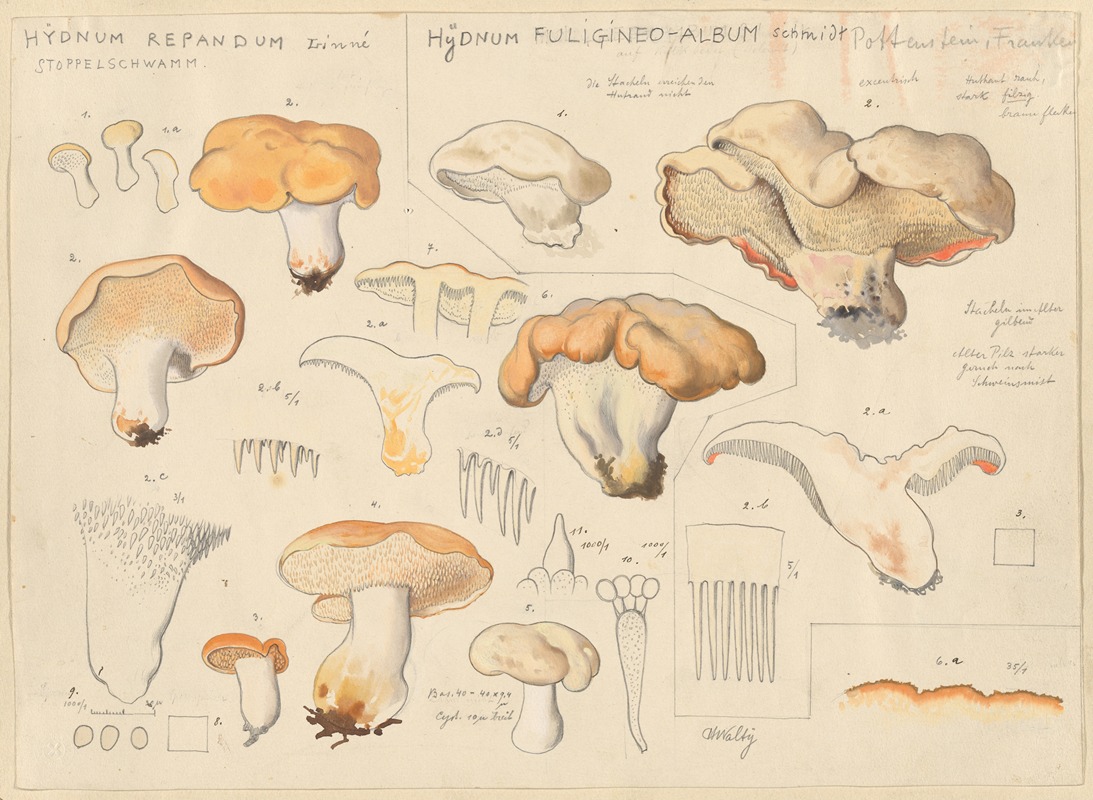 Hydnum repandum, Hydnum fuligineo-album by Hans Walty, 1915-1945 — digital art print download