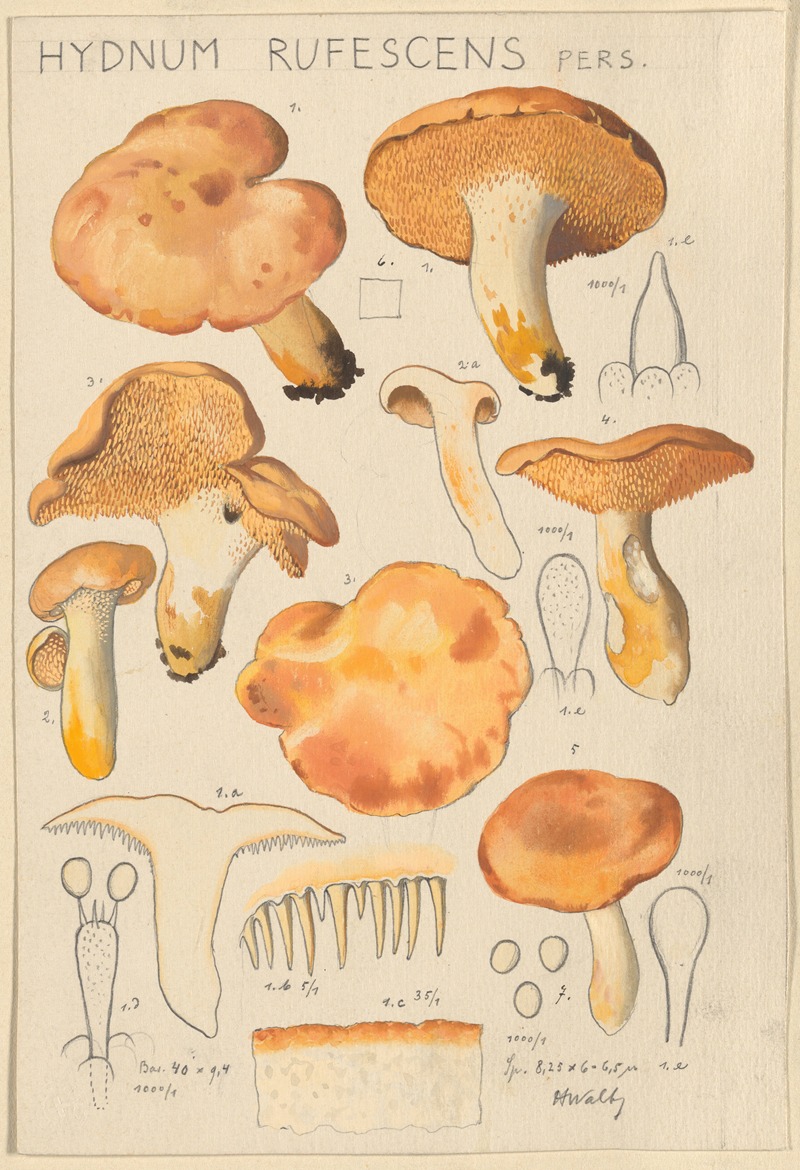 Hydnum rufescens by Hans Walty, 1915-1945 — digital art print download