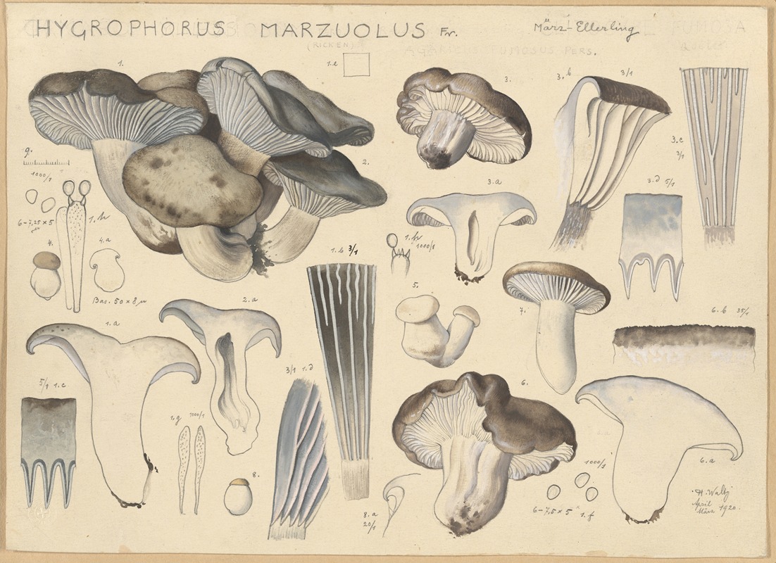 Hygrophorus marzuolus Fr. by Hans Walty, 1915-1945 — digital art print download