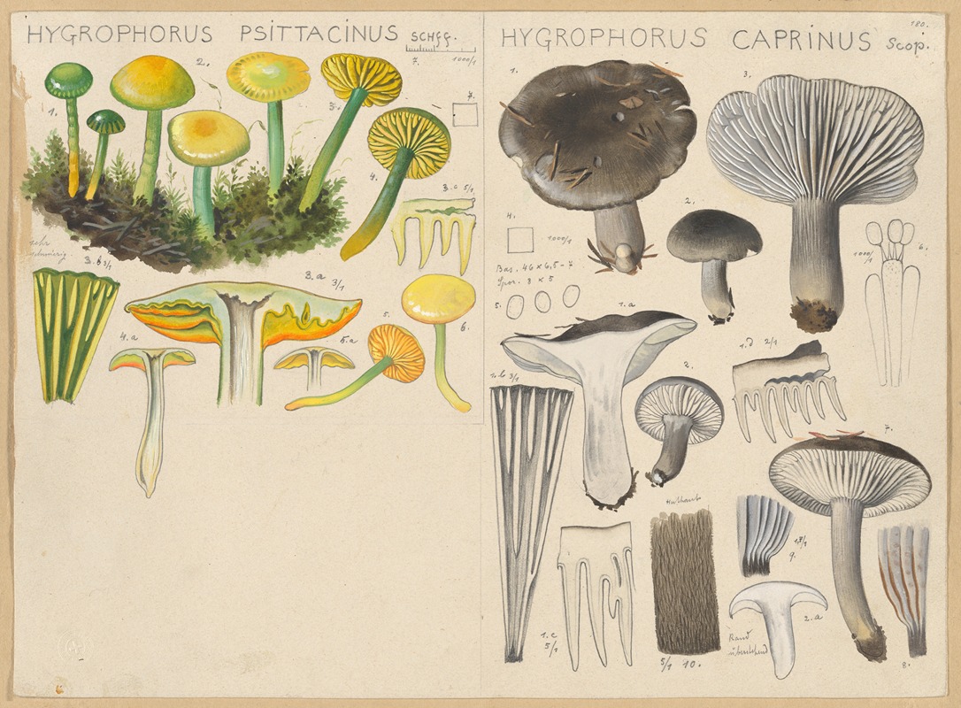 Hygrophorus psittacinus, Hygrophorus caprinus — Hans Walty